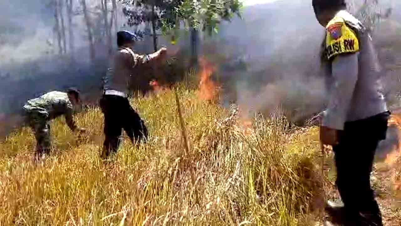 Polisi Bersama Petugas Gabungan Berhasil Padamkan Kebakaran Hutan Gunung Pucang Ranggah Di Lumajang
