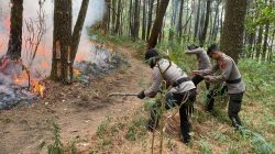 Sinergitas Polres Ngawi Bersama TNI dan Pemkab Upaya Padamkan Api di Lereng Gunung Lawu
