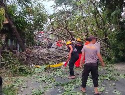 Gercep Polisi Bersama Warga Tangani Pohon Tumbang Akses Jalan Raya di Magetan Kembali Lancar