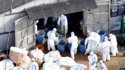 Jepang Deteksi Kasus Flu Burung Pertama Pada Musim Ini