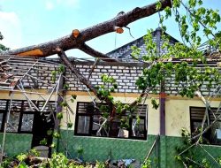 Siswa SDN di Lamongan Belajar Berdampingan, Setelah Ruangkelasnya Tertimpa Pohon