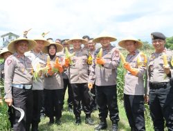 Polres Blitar Panen Kedua Jagung Swasembada untuk Anggota dan Masyarakat