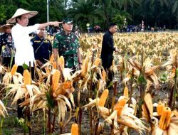 ‘Food Estate’ Dikritik, Mentan Klaim Sudah Panen Jagung