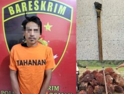 Terduga Pelaku Pencurian TBS,Berhasil Disergap Satgas Keamanan.