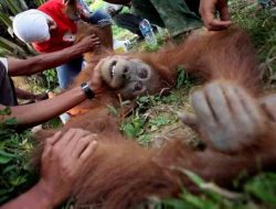 Ilmuwan: Upaya Konservasi di Indonesia Terancam