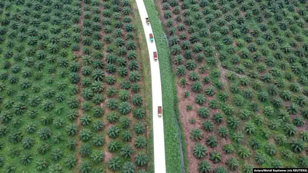 Indonesia Setujui Penanaman Kembali Kelapa Sawit Seluas 53 Ribu Hektare Pada 2023