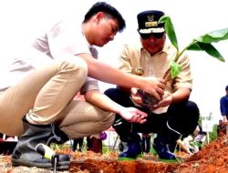 Petani Milenial Manfaatkan Lahan Tidur Dengan Budidaya Pisang Cavendish