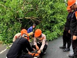 Pohon Tumbang Di Jalan Poros Bajoe Akibatkan Kemacetan, Brimob Bone Lakukan Ini