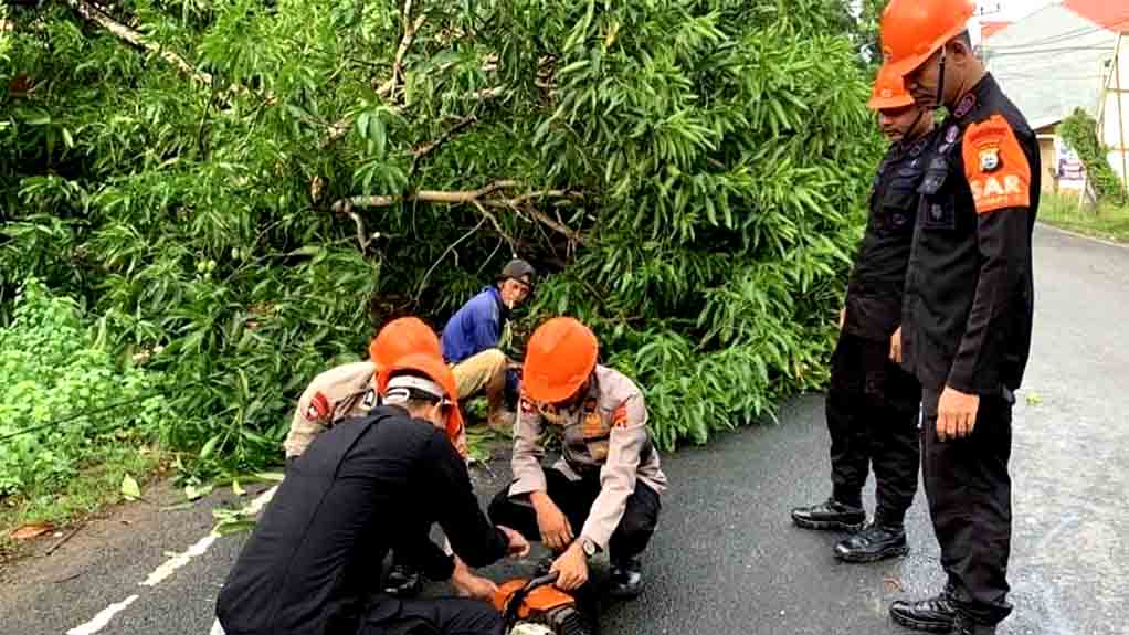 Pohon Tumbang Di Jalan Poros Bajoe Akibatkan Kemacetan, Brimob Bone Lakukan Ini