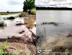 Sawah Desa Tebing Karya Mandiri Terendam Banjir Saat Musim Penghujan : Lapangan Pertanian Makin Terancam