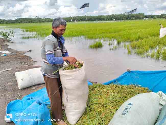 Sawah Desa Tebing Karya Mandiri Terendam Banjir Saat Musim Penghujan 2