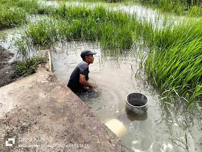 Sawah Desa Tebing Karya Mandiri Terendam Banjir Saat Musim Penghujan 3