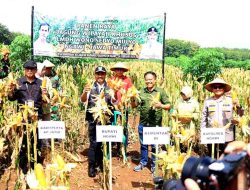 Bupati Ngawi Bersama Forkopimda Panen Raya Jagung Di Kawasan Hutan Ngrambe