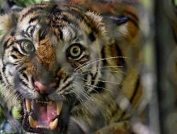 Dua Harimau Sumatra Dilepasliarkan di Kawasan Taman Nasional Gunung Leuser