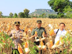 Dukung Produksi Pangan, Satgas Pangan Polri Dampingi Dirjen Tanaman Pangan Kementan Panen di Tuban