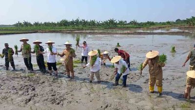 Kementerian Pertanian Lakukan Sosialisasi Sistem Pompanisasi Penanaman Padi Di Lamongan 3
