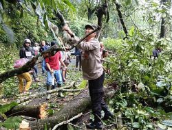 Polisi dan Warga Gotong Royong Lakukan Evakuas Pohon Tumbang saat Patroli