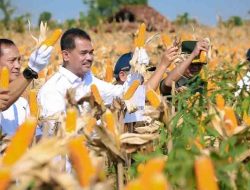 Dirjen Tanaman Pangan Kementerian Pertanian, Panen Raya Jagung di Tuban: Produktivitas Jagung Capai 7 Ton per Hektare