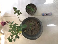 Polres Gresik Amankan 4 Pot Pohon Ganja di Rumah Terduga Pengedar Narkoba