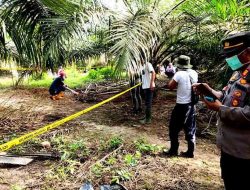 Bikin Gempar,Pemanen Sawit Temukan Kerangka Manusia Berserakan Di Kebun Sawit Plasma