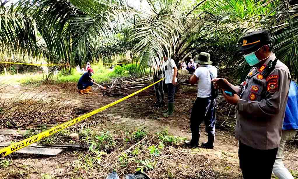 Bikin Gemparpemanen Sawit Temukan Kerangka Manusia Berserakan Di Kebun Sawit Plasma 1536x922
