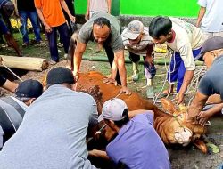 Masjid Al Ikhlas Blumbang Potong 15 Ekor Hewan Kurban