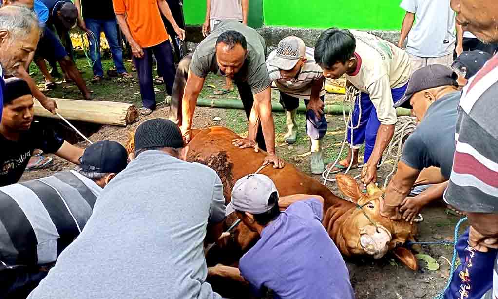 Masjid Al Ikhlas Blumbang Potong 15 Ekor Hewan Kurban