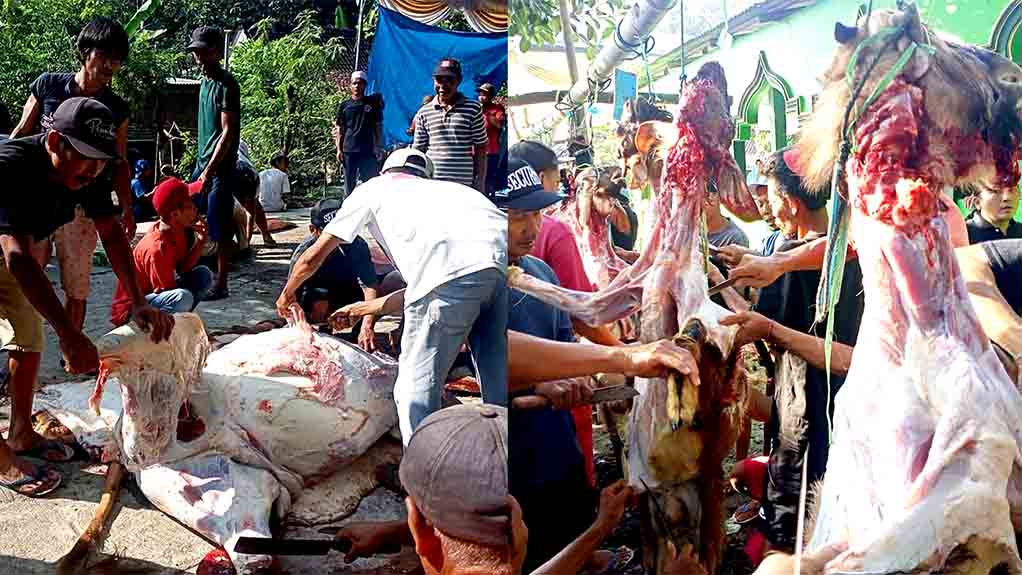 Masjid Al Ikhlas Blumbang Potong 15 Ekor Hewan Kurban 2