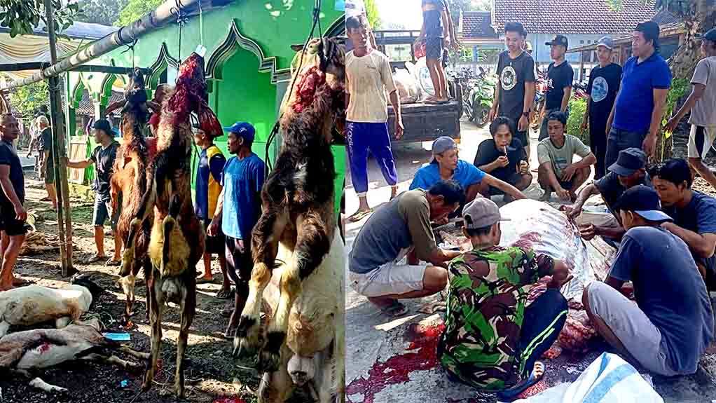 Masjid Al Ikhlas Blumbang Potong 15 Ekor Hewan Kurban 3