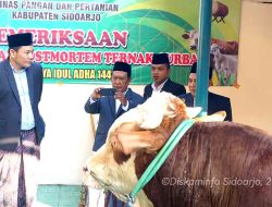 Pemkab Sidoarjo Serahkan Sapi Kurban 1 Ton, H. Subandi Berharap Berkah buat Semua