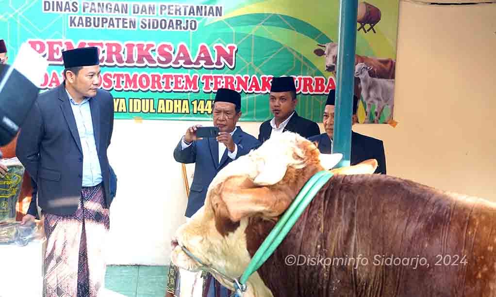 Pemkab Sidoarjo Serahkan Sapi Kurban 1 Ton, H. Subandi Berharap Berkah Buat Semua