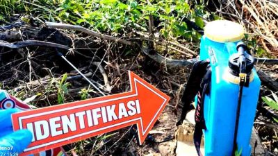 Polsek Mesuji Timur Dan Team Inafis Polres Mesuji Evakuasi Mayat Di Ladang Singkong 3