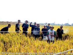 Balai Penyuluh Pertanian (BPP) dan Petani Gelar Kegiatan Ubinan Padi untuk Tingkatkan Produktivitas