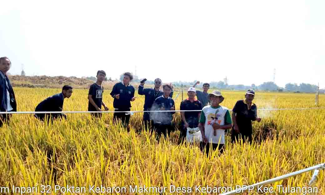 Kegiatan Ubinan Padi Balai Penyuluh Pertanian