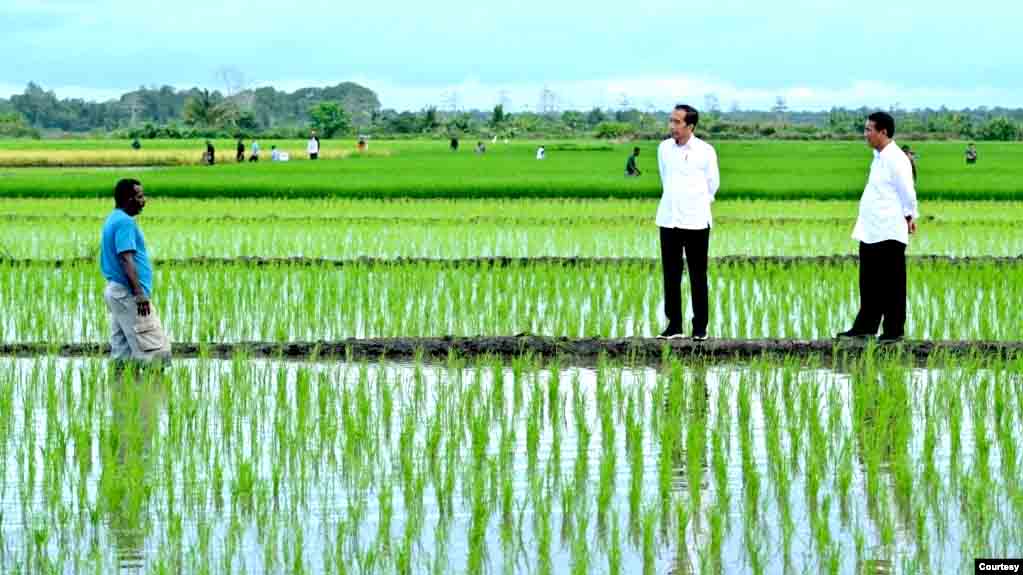 Aktivis Papua Desak Penghentian Proyek Satu Juta Hektar Sawah Di Merauke