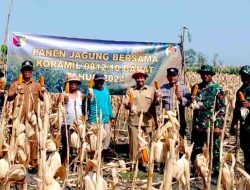 Giat Anggota Polmas Menghadiri Panen Jagung Bersama Pemdes Serta Koramil 0812/10 Babat