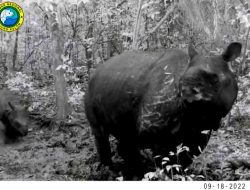 Kelahiran Bayi Badak Jawa yang Terancam Punah di Ujung Kulon Disambut Hangat