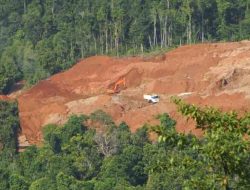 Hutan Indonesia Tanggung Akibat dari Meningkatnya Permintaan Energi Biomassa Global