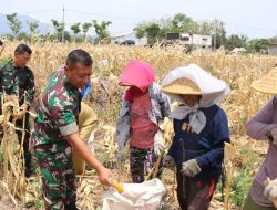 Bersama Warga Desa Pagung Dandim 0809/Kediri Panen Jagung Di Lokasi TMMD ke-122