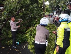 Quick Respon, Satlantas Polres Kediri Bersihkan Pohon Tumbang Yang Menutupi Jalan Raya