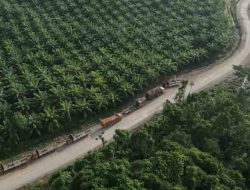 Petani Sawit Indonesia: Penundaan Implementasi Regulasi Deforestasi Uni Eropa Tak Perlu