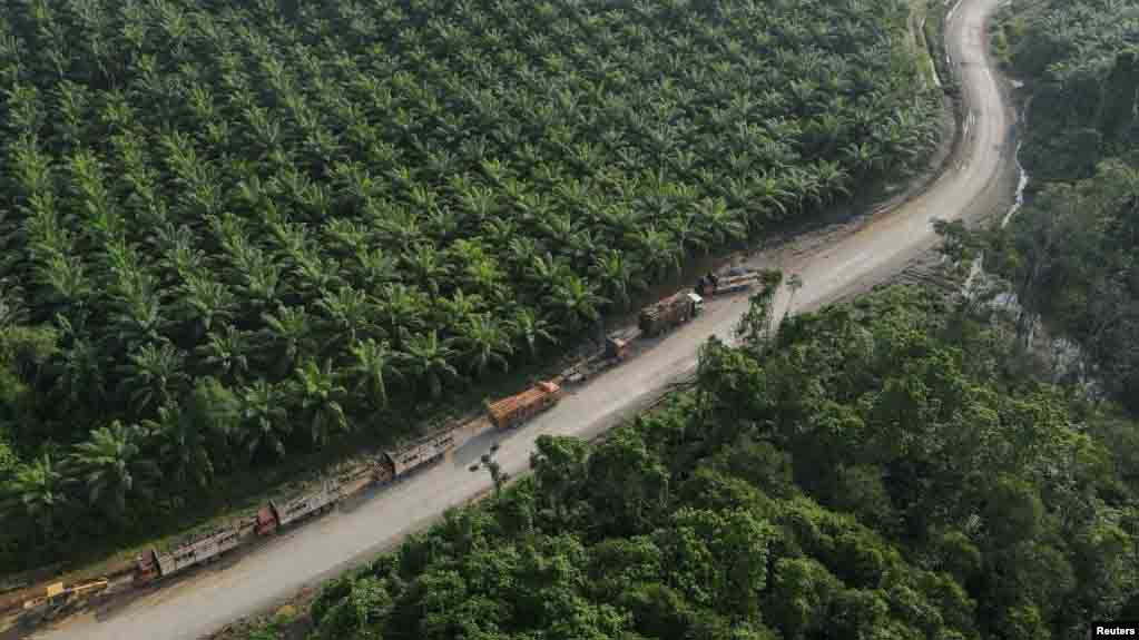 Petani Sawit Indonesia Penundaan Implementasi Regulasi Deforestasi Uni Eropa Tak Perlu