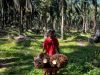 Indonesia, Malaysia, Uni Eropa Rancang Panduan Aturan Deforestasi untuk Petani Kecil