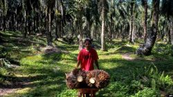 Indonesia, Malaysia, Uni Eropa Rancang Panduan Aturan Deforestasi untuk Petani Kecil