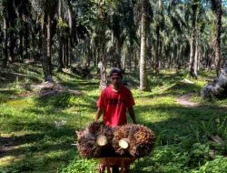 Indonesia, Malaysia, Uni Eropa Rancang Panduan Aturan Deforestasi untuk Petani Kecil