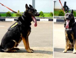 5 Anabul Andalan Pengungkap Kejahatan, dari Kasus Narkoba Hingga Lacak DPO