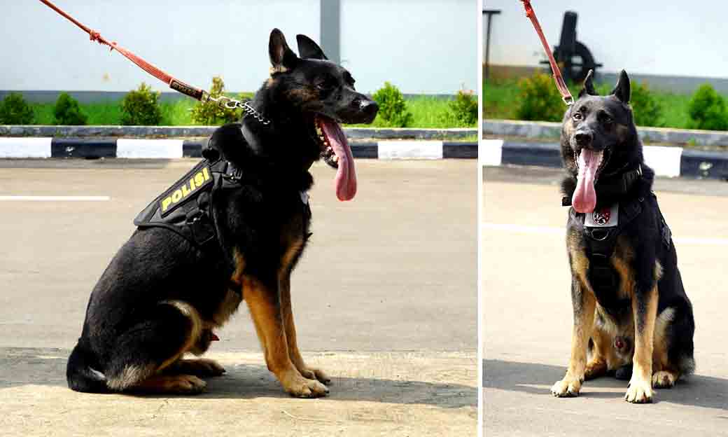 5 Anabul Andalan Pengungkap Kejahatan, Dari Kasus Narkoba Hingga Lacak Dpo