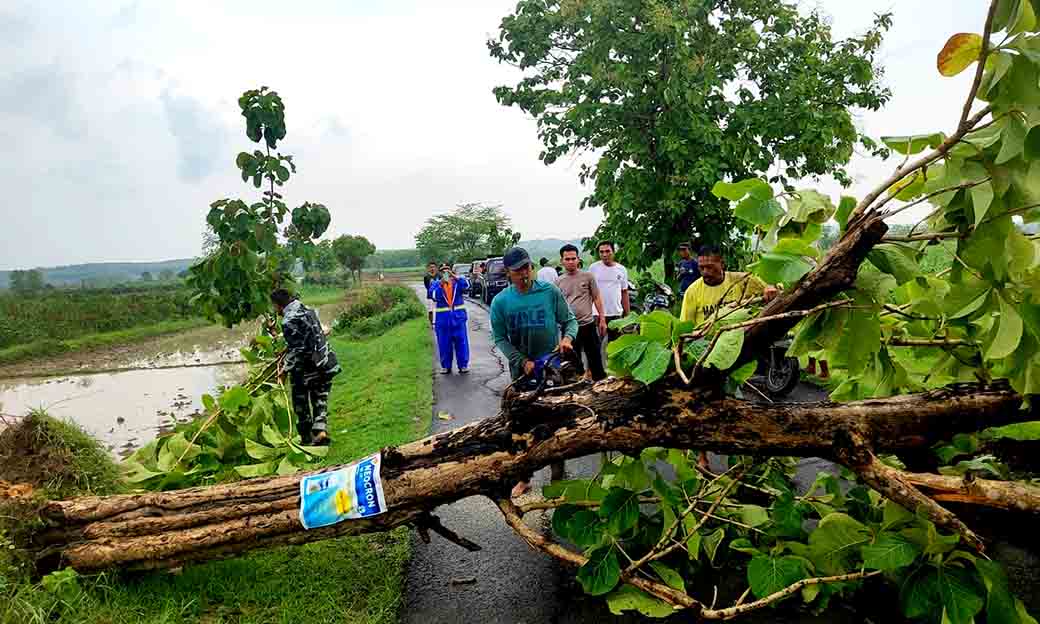 Aksi Sigap Polsek Kedungpring Bersama Koramil Dan Satpol Pp Evakuasi Pohon Tumbang