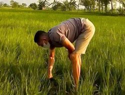 Kasubsi Penmas Humas Polres Lamongan, Aipda Sampurna “Polisi Humanis dan Petani Millenial Inspiratif”