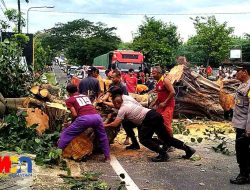 Evakuasi Pohon Tumbang Berlangsung Cepat, Arus Lalin di Ngawi Kembali Lancar